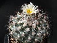 Thumbnail of 1656_Turbinicarpus gielsdorfianus_20140607(1).JPG